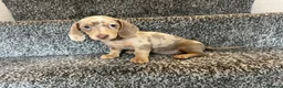 Miniature Dachshund dogs for sale: LONGHAIRED MINIATURE DAXIES READY NOW - Advert 15