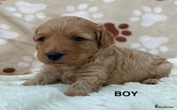 Cavapoo dogs for sale: F1B Cavapoo Puppies - Image 5