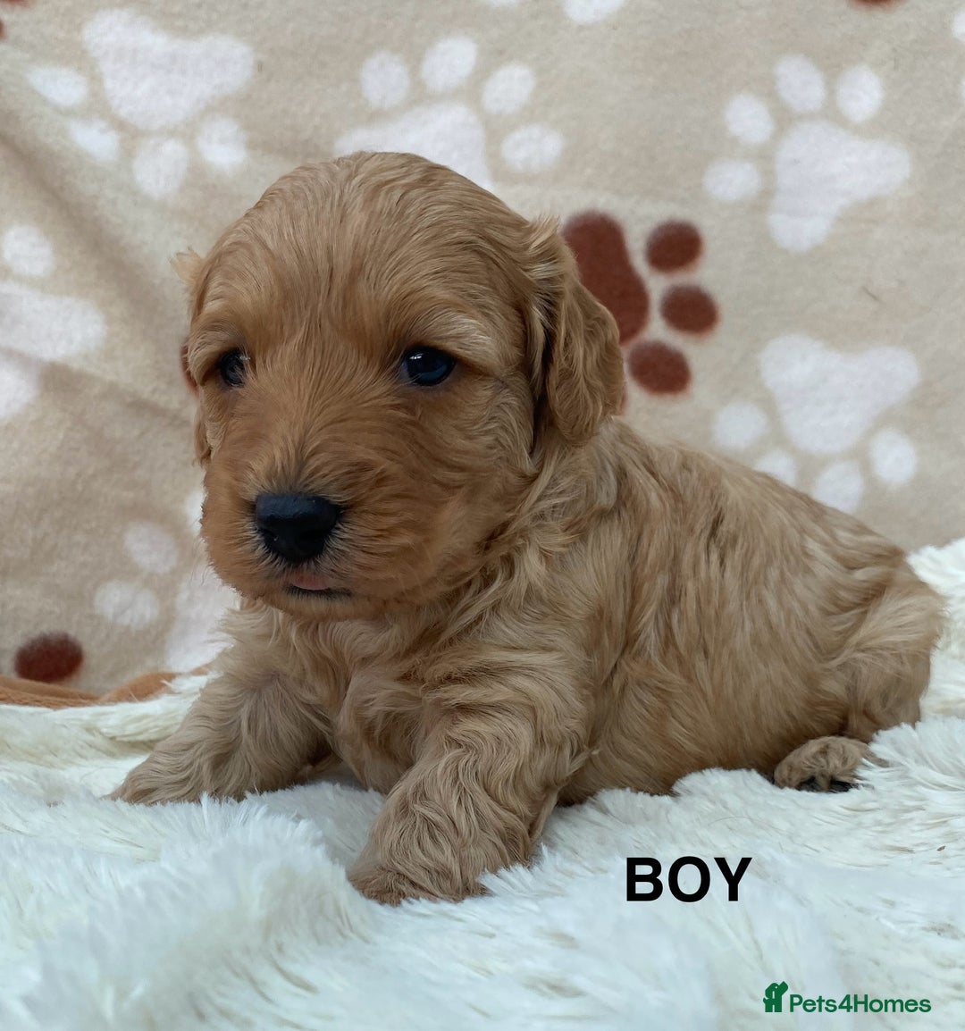 Cavapoo dogs for sale: F1B Cavapoo Puppies - Image 5