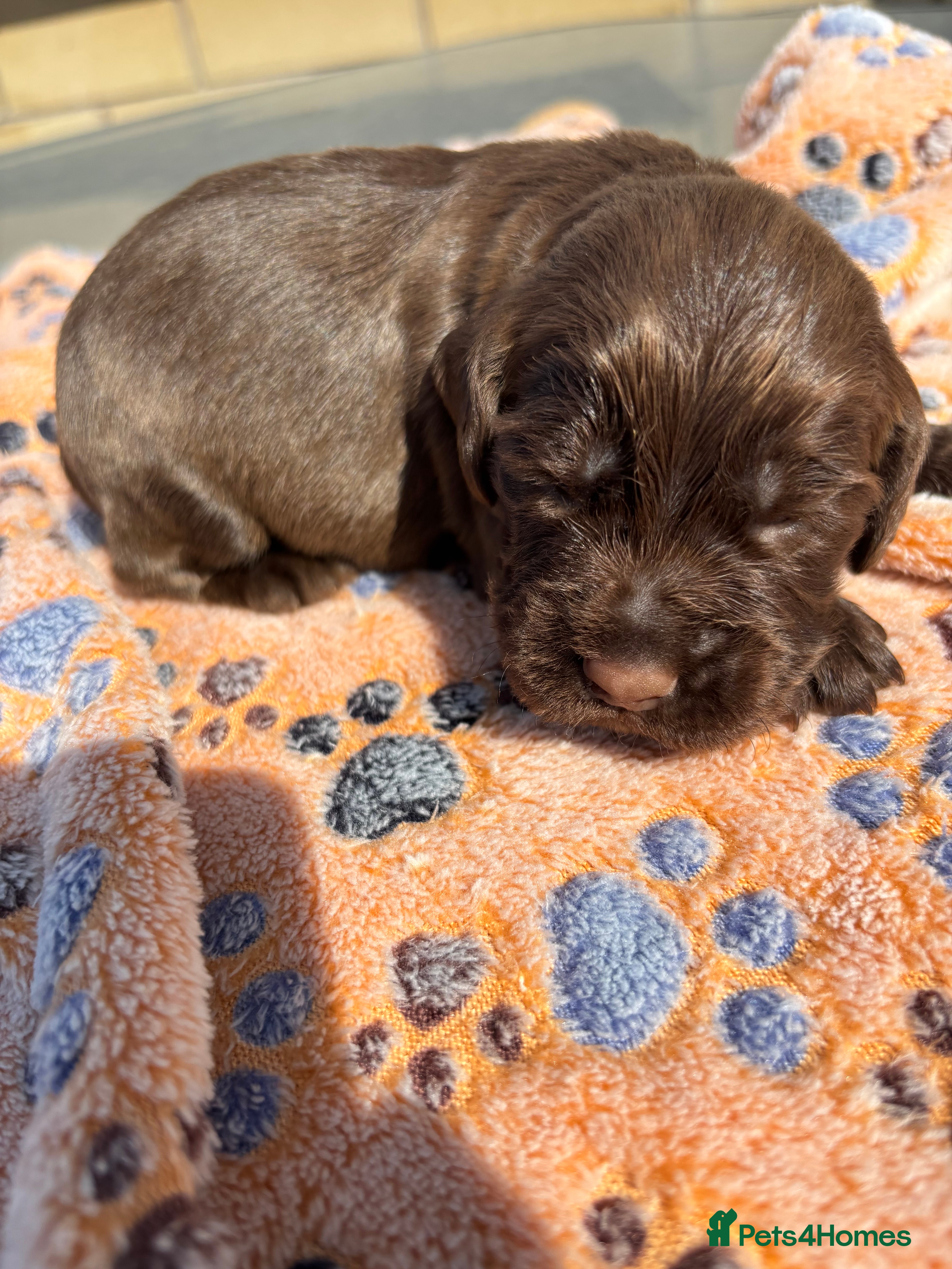 Cocker Spaniel dogs Beautiful KC Registered cocker pups - Advert 2