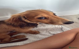 Dachshund dogs for sale: Miniature long haired dachshund  - Image 4