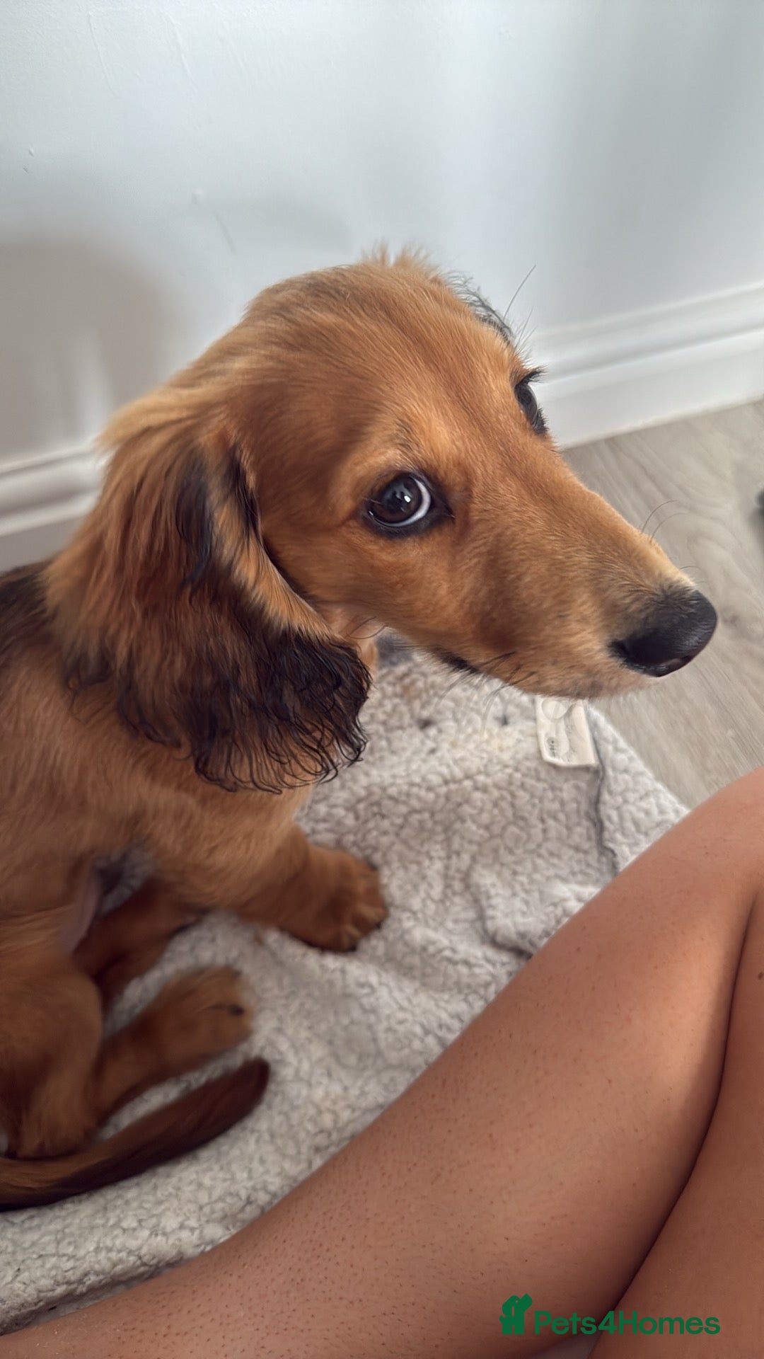 Dachshund dogs for sale: Miniature long haired dachshund  - Image 4
