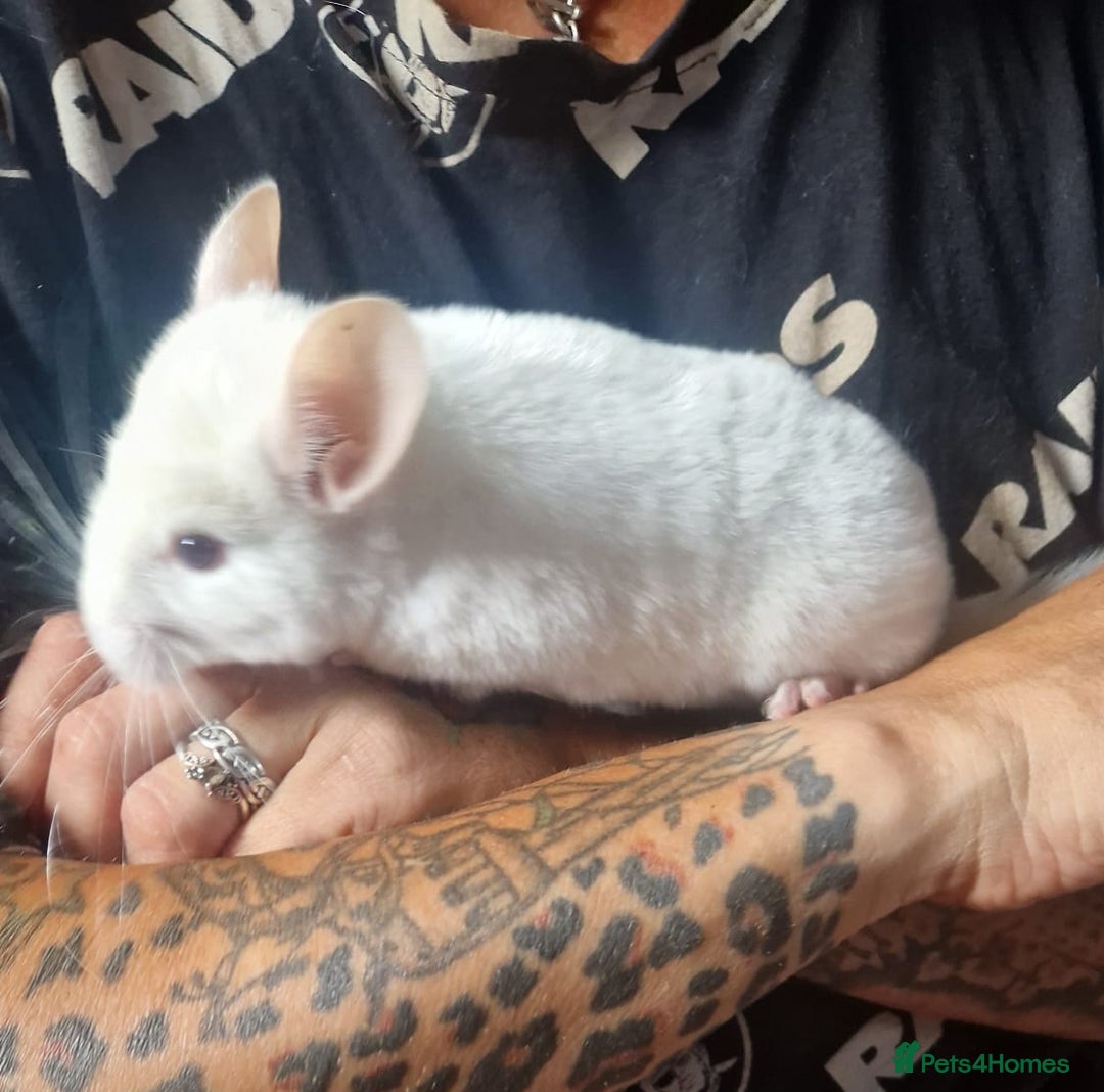 Chinchilla rodents for sale: Pink White albino chinchilla  - Image 1