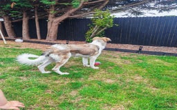 Mixed Breed dogs for sale: Mixed breed 10 month old pup - Image 3