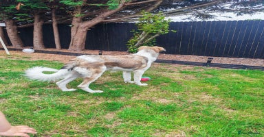 Mixed Breed dogs Mixed breed 10 month old pup - Advert 15