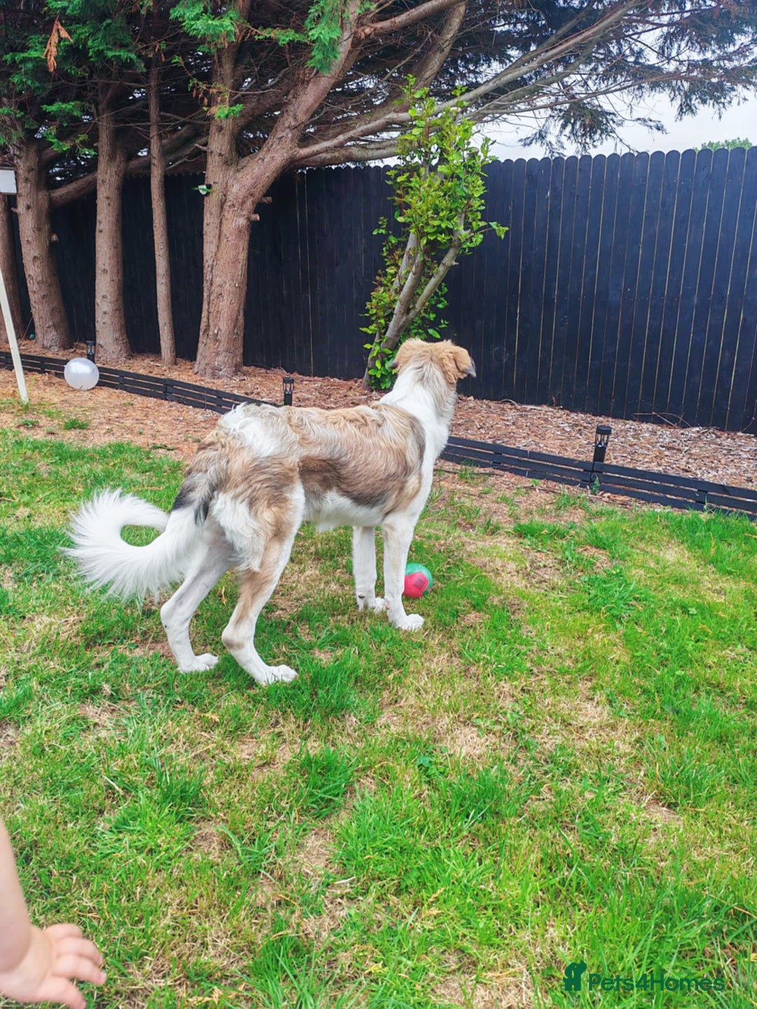 Mixed Breed dogs for sale: Mixed breed 10 month old pup - Image 3