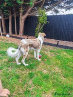 Mixed Breed dogs Mixed breed 10 month old pup - Advert 3