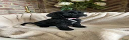 Cavapoo dogs for sale: Adorable Cavapoo puppies  - Advert 10