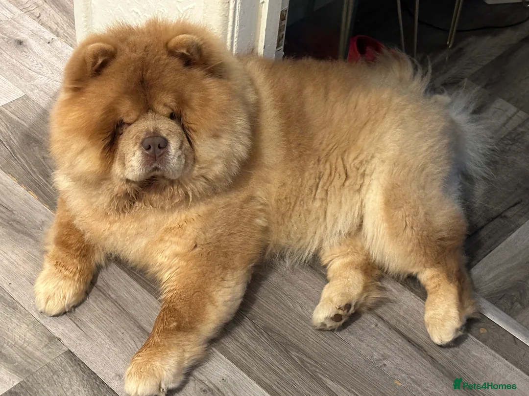 Chow Chow dogs for sale: REDUCED REAL TEDDY BEAR CHOW - Advert 12