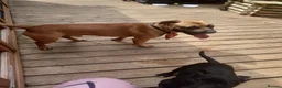 Staffordshire Bull Terrier dogs for stud: Red Stud Staffy and black amd white staffy - Advert 4