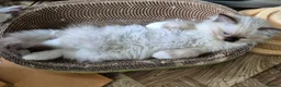Ragdoll cats for sale: Outstanding TICA reg Ragdoll Male Deep Blue Eyes. - Advert 4
