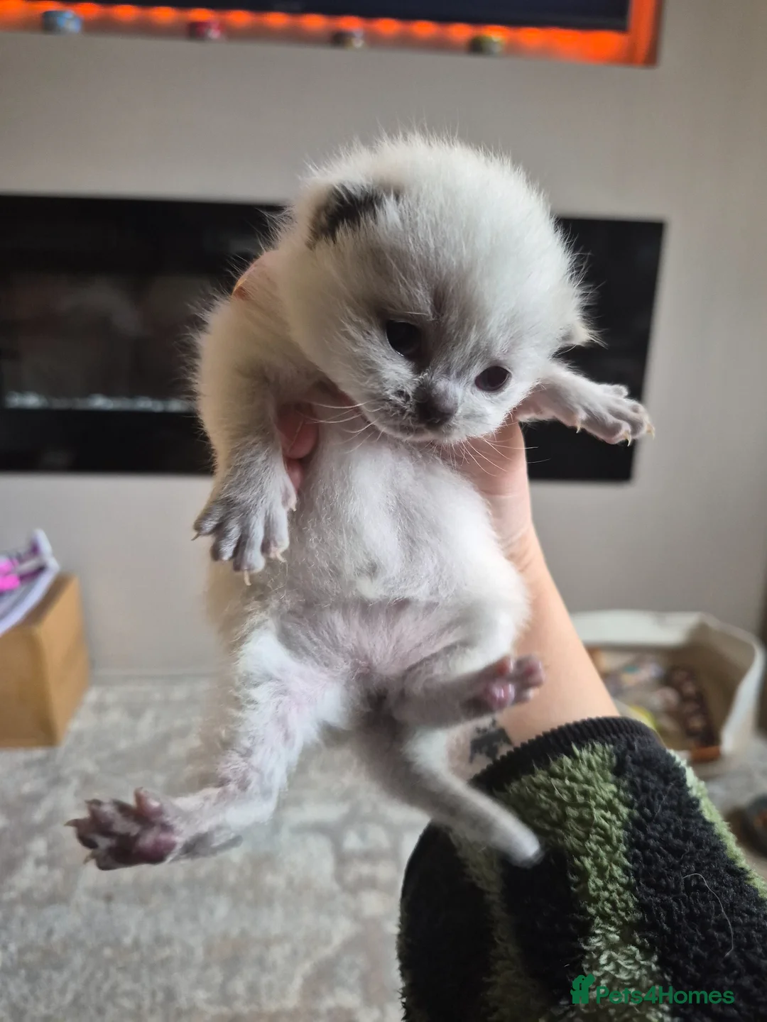 British Shorthair cats for sale: 2x colour point female BSH kittens  - Advert 2