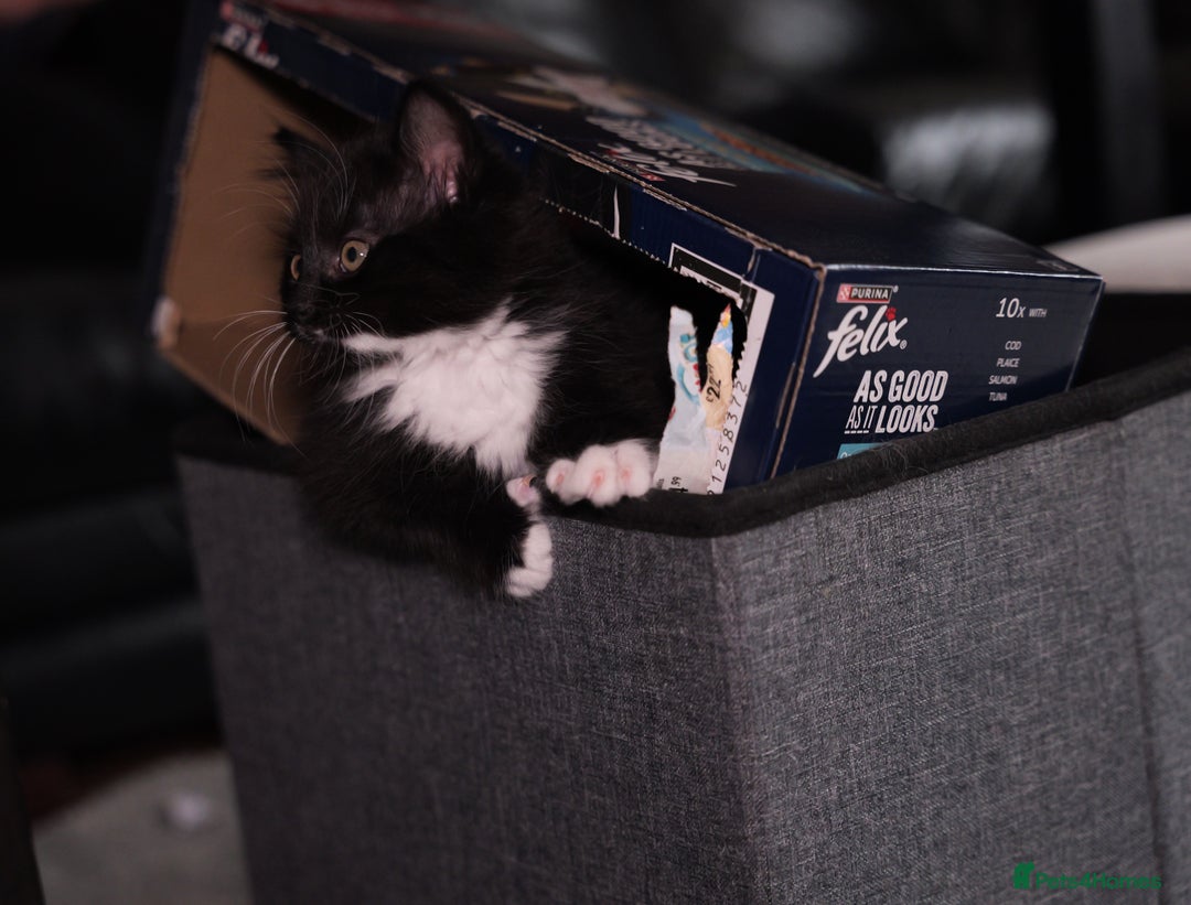 Turkish Angora cats for sale: Playful, Socialised Kittens Seeking Loving Home - Advert 4