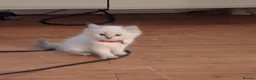 Ragdoll cats for sale: Beautiful Ragdoll Kittens - Advert 7