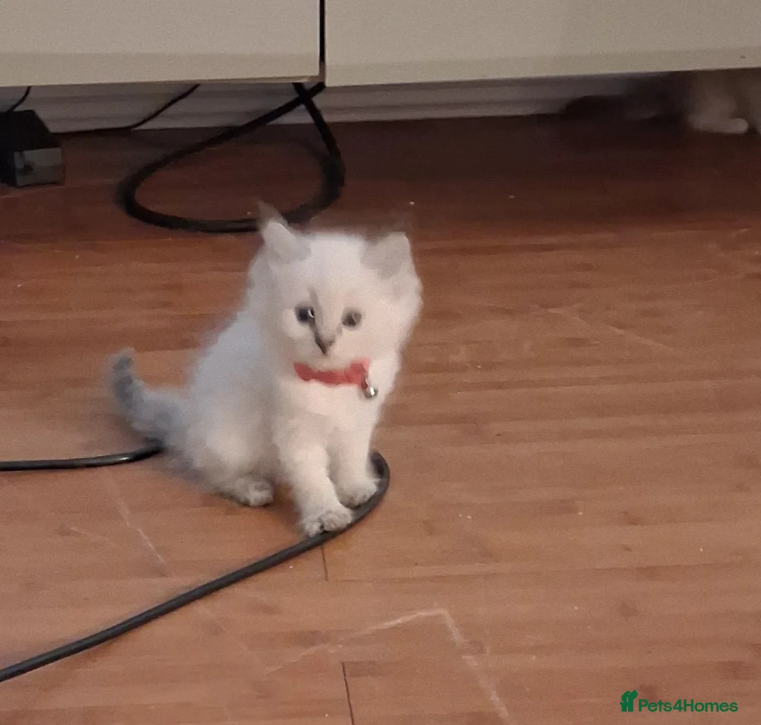 Ragdoll cats for sale: Beautiful Ragdoll Kittens - Advert 7