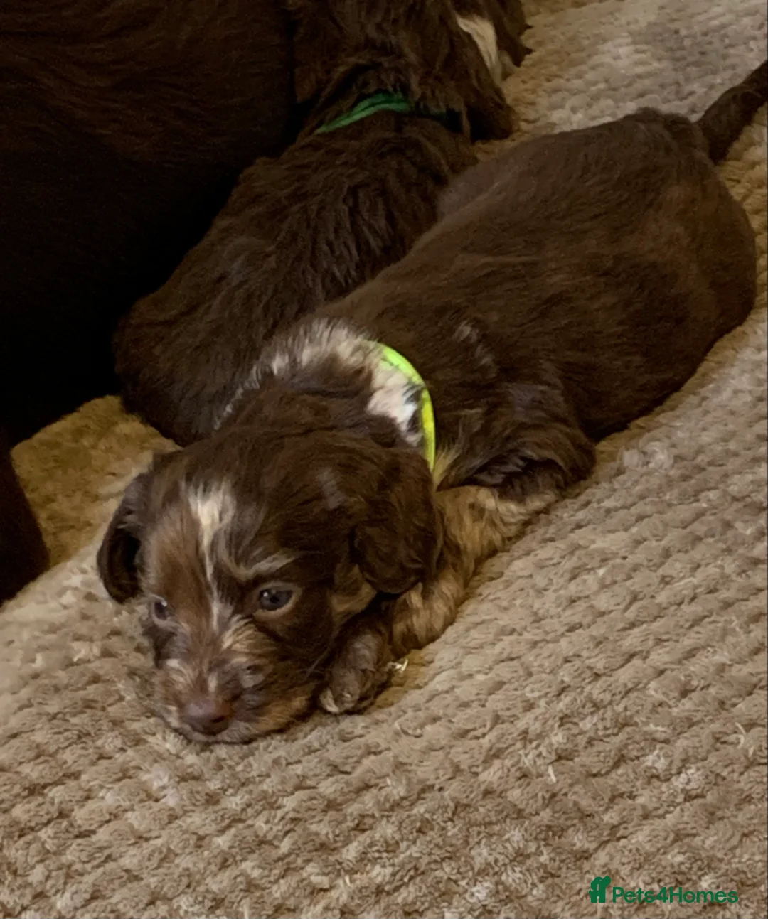 Cockapoo dogs for sale: Healthy toy poodle companions  - Advert 13