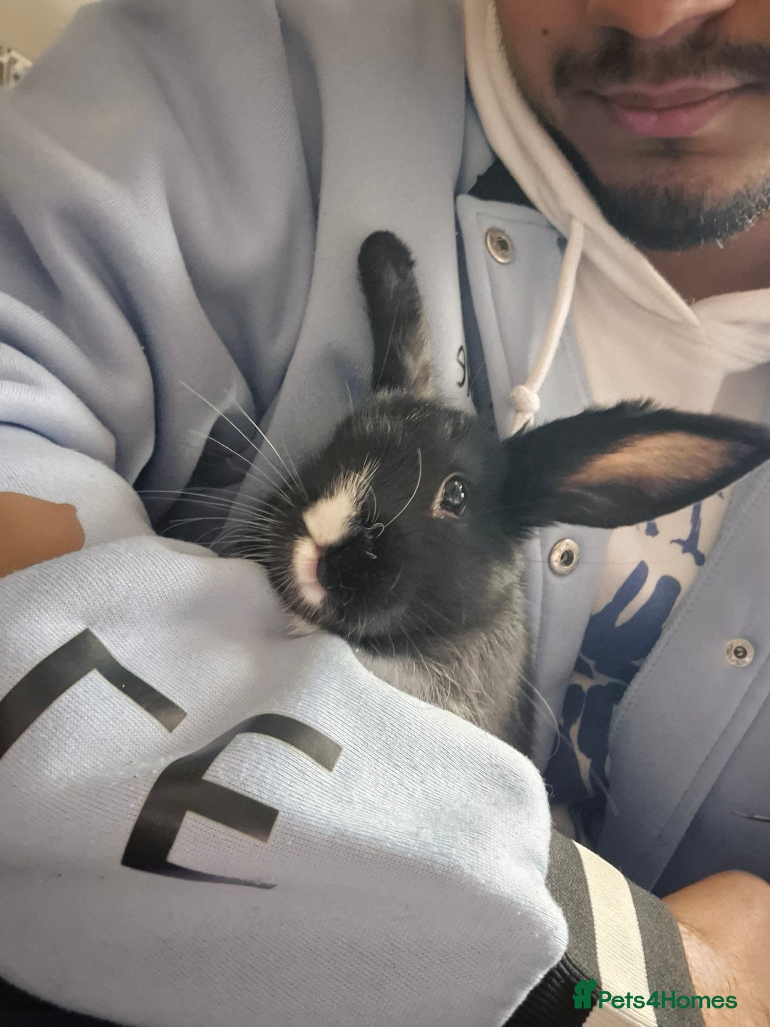 Mini Lop rabbits for sale: 5 Black and White Dutch x Mini Lop Babies - Advert 7