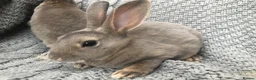 Rex rabbits for sale: Beautiful velvet mini Rex & Rex rabbits - Advert 9