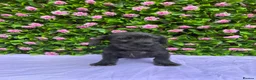 Mixed Breed dogs for sale: SCHNOXIE F1 PARENTS HEALTH TESTED  - Advert 2