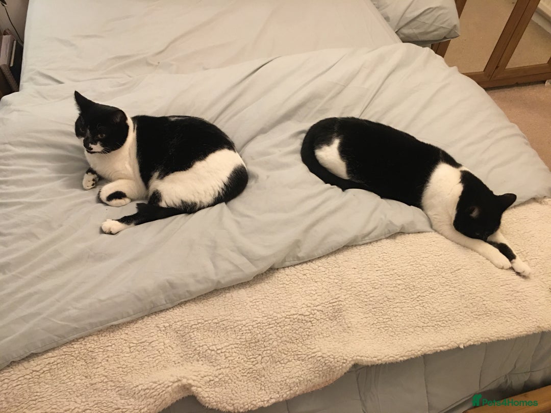 Domestic Shorthair cats for sale: 2 black & white sisters  - Advert 5