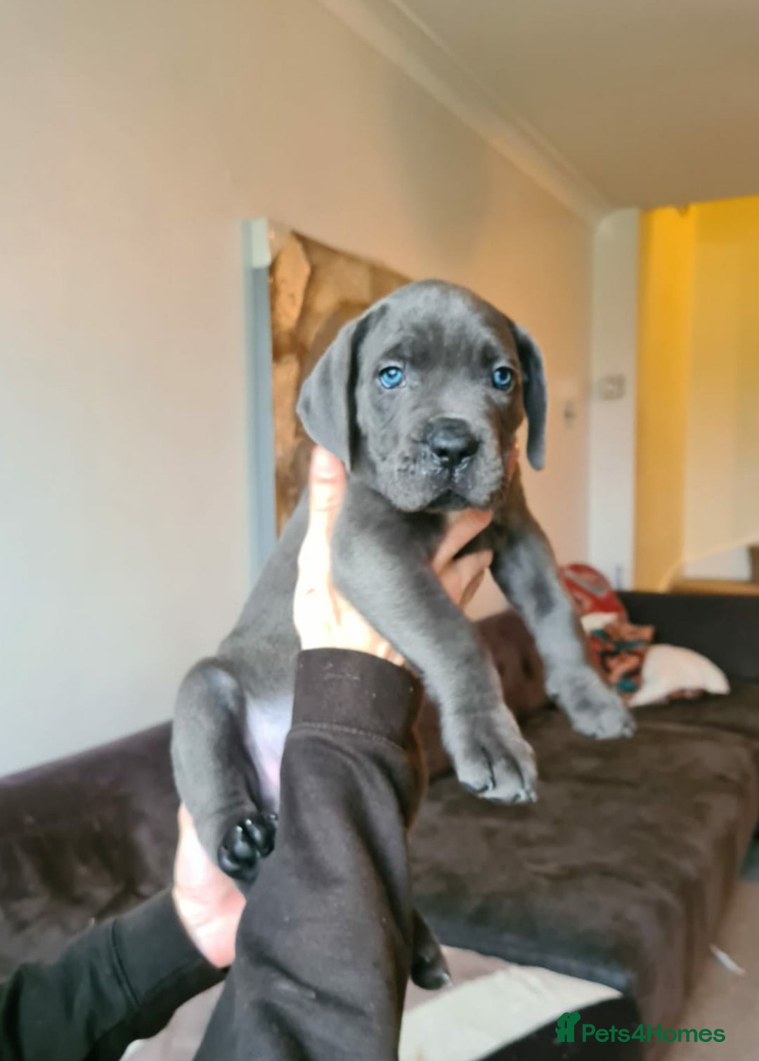 Cane Corso dogs for sale: Outstanding champion bloodline Cane Corso's - Advert 1