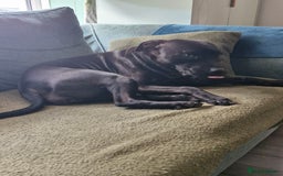 Staffordshire Bull Terrier dogs for sale: Beautiful Staffy Girl - Image 15