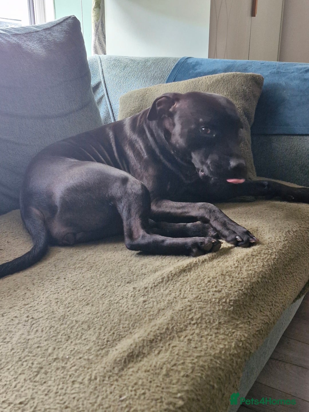 Staffordshire Bull Terrier dogs for sale: Beautiful Staffy Girl - Image 15