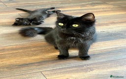 Mixed Breed cats for sale: One male and female kitten - Image 9