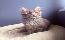 Maine Coon cats for sale: Polydactyl and non polydactyl kittens  - Image 3