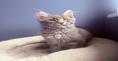 Maine Coon cats - Advert 2