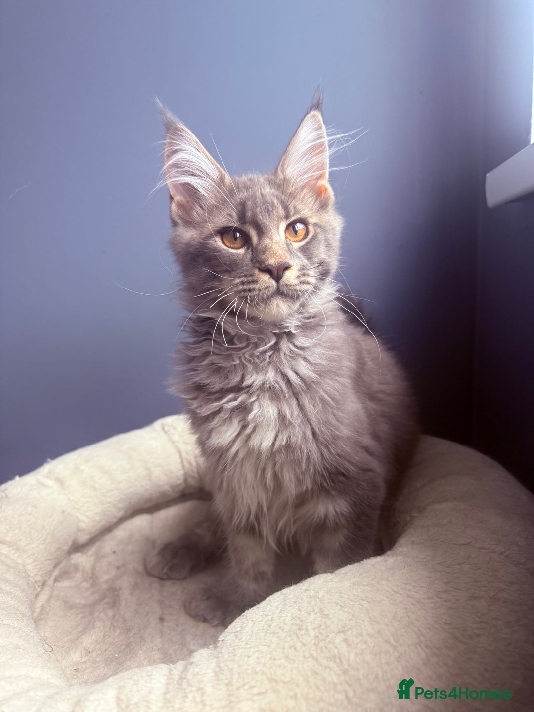 Maine Coon cats for sale: Polydactyl and non polydactyl kittens  - Image 3