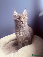 Maine Coon cats - Advert 2