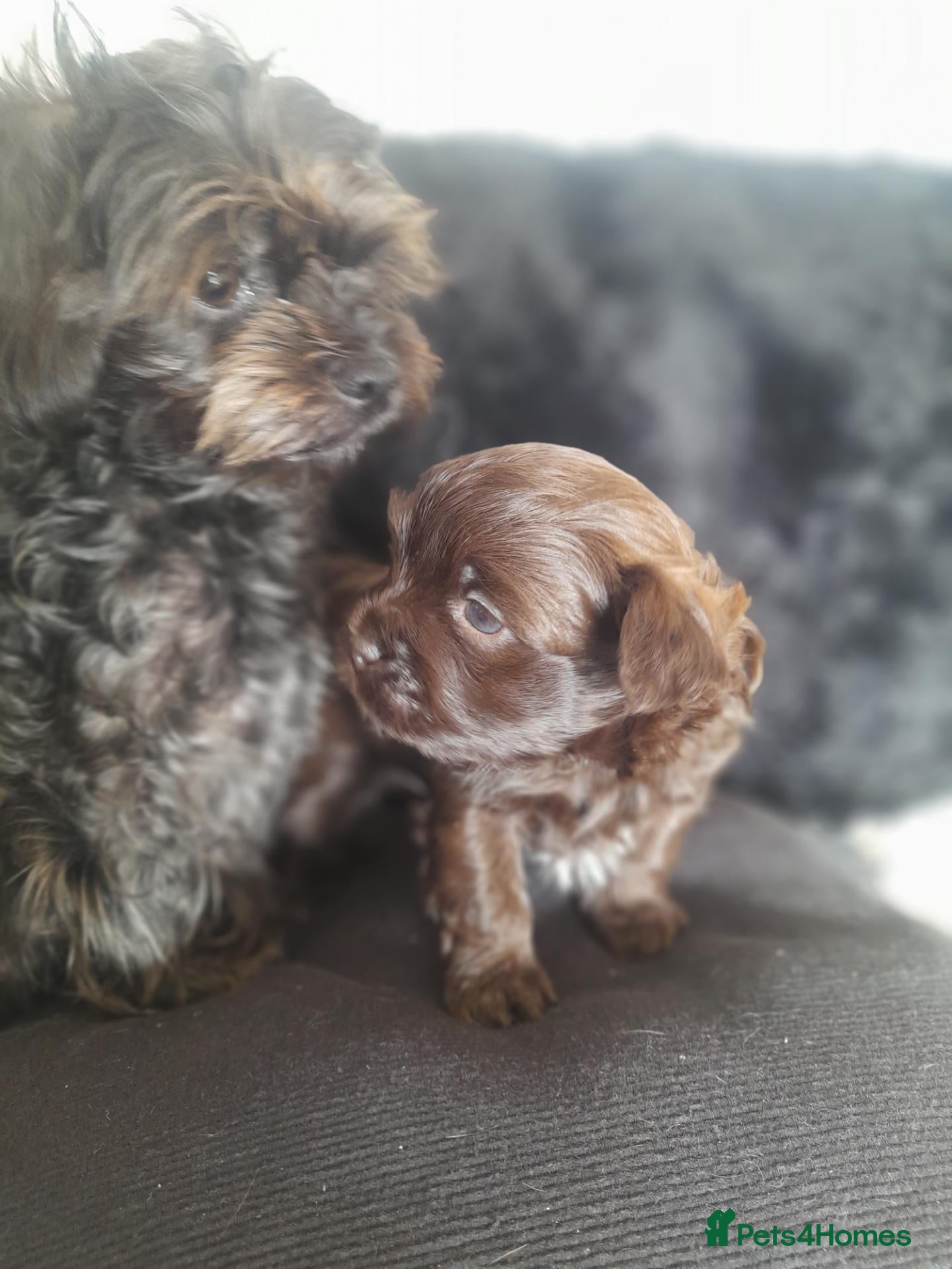 Mixed Breed dogs Chihuahua shihpoo - Advert 8