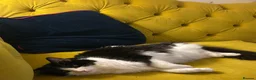 Mixed Breed cats for sale: Litter of 5 ragdoll tabby mixes  - Advert 34