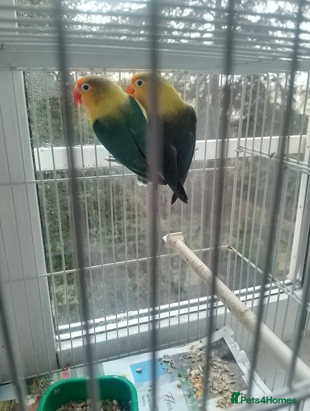 Lovebirds birds for sale: Parrotlet and lovebirds for sale  - Advert 10