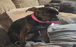 Mixed Breed dogs for sale: Hazel - Image 3