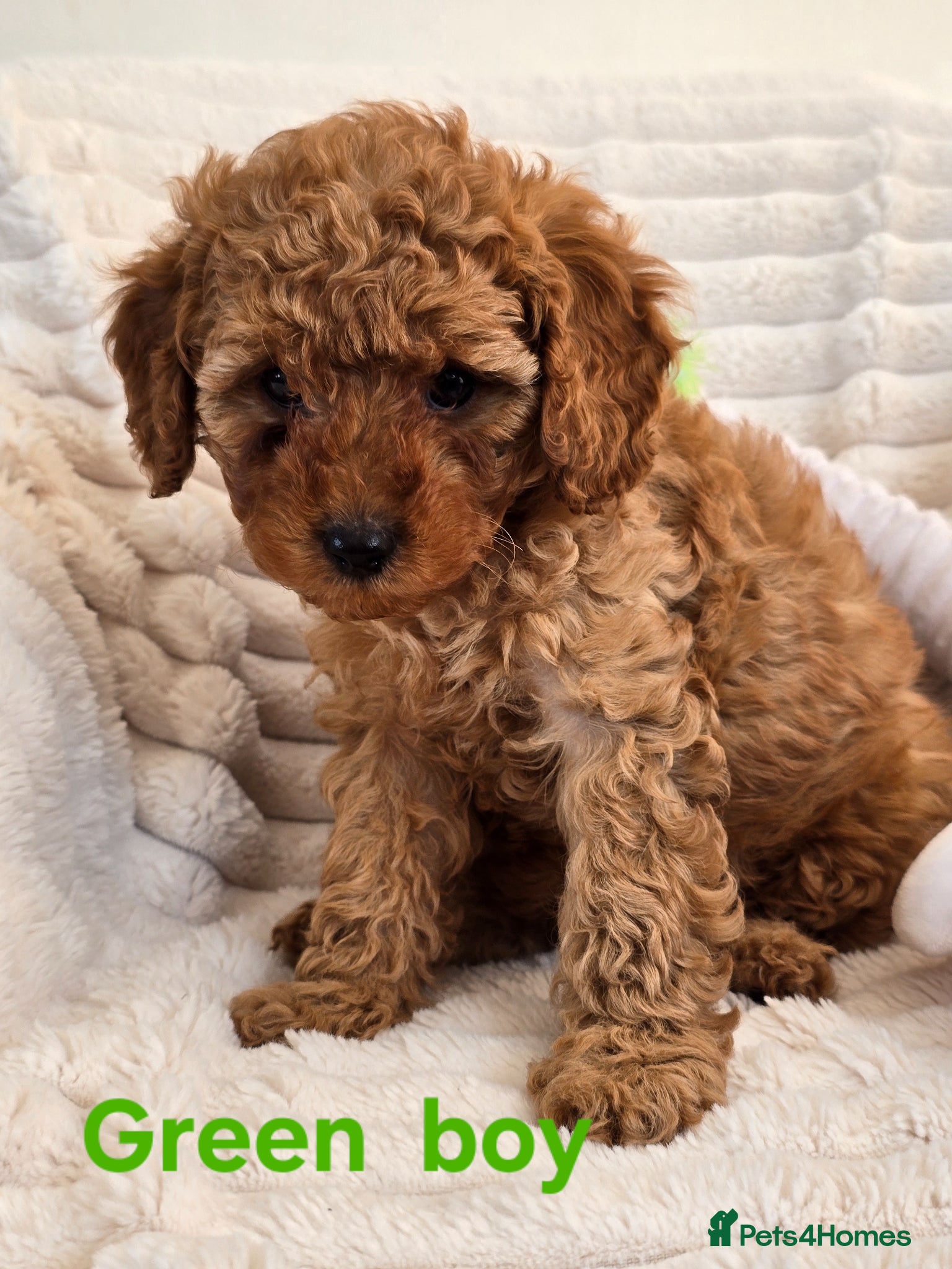 Cavapoo dogs ❤️Cavapoo F1b❤️ DNA tested  - Advert 2