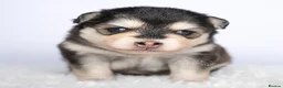 Pomsky dogs for sale: F4 Pomsky females from health tested parents - Advert 17