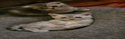 British Shorthair cats for sale: kittens looking for forever family  - Advert 13