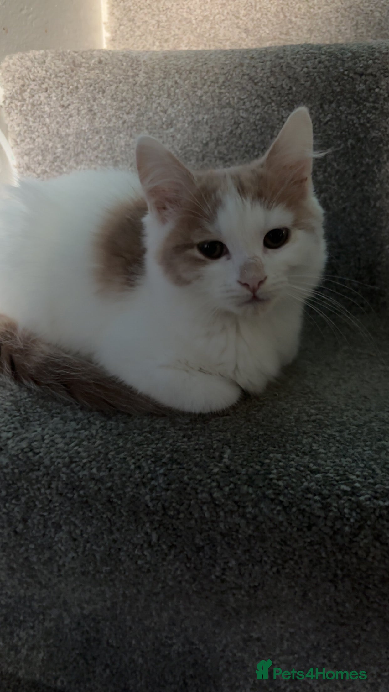 Mixed Breed cats for sale: 12 beautiful kittens for sale - Advert 2