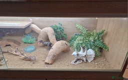 Leopard Gecko reptiles for sale: Female Leopard Gecko - Image 5