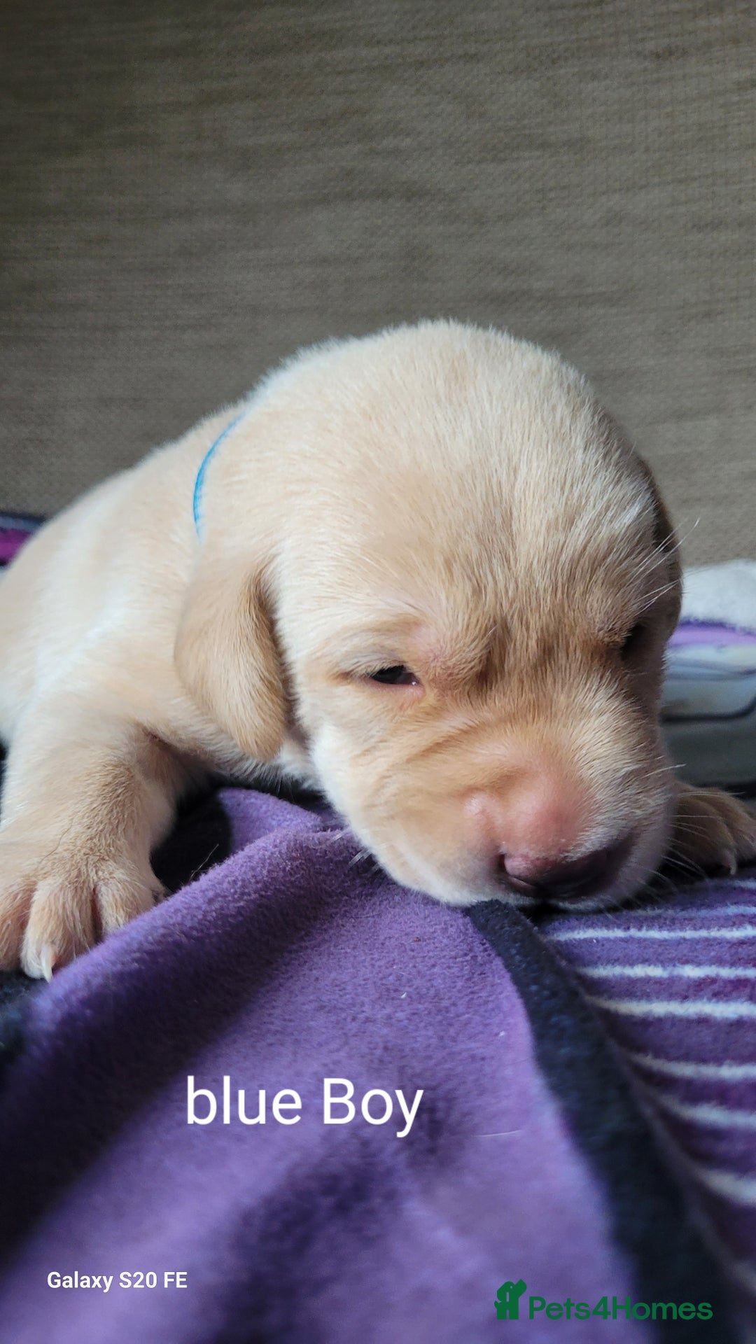 Labrador Retriever dogs for sale: 6 beautiful Labrador (all reserved)  - Advert 30