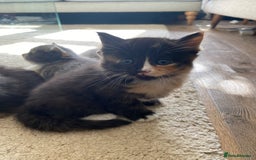 Mixed Breed cats for sale: Beautiful kittens for sale - Image 6