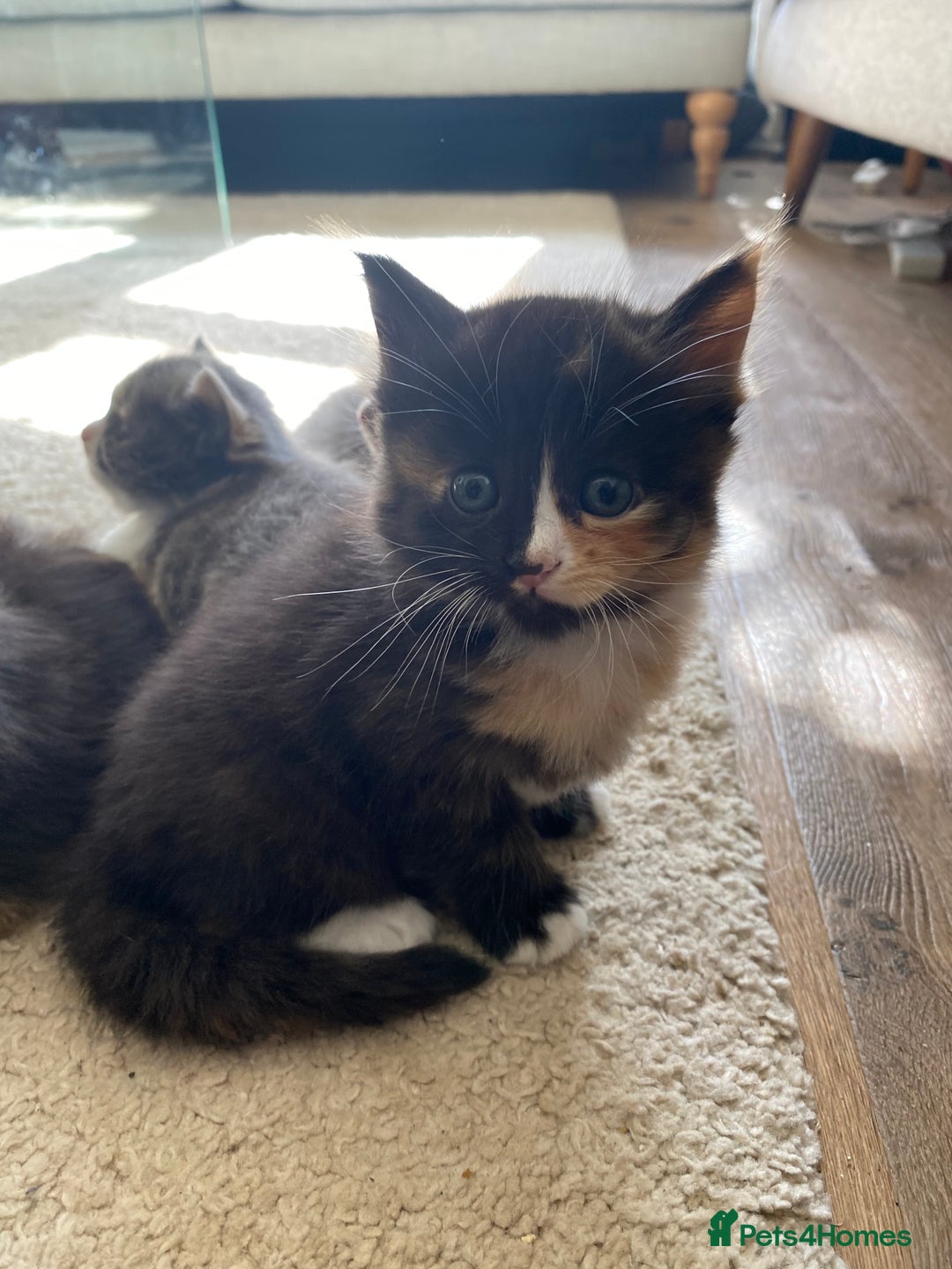 Mixed Breed cats for sale: Beautiful kittens for sale - Image 6