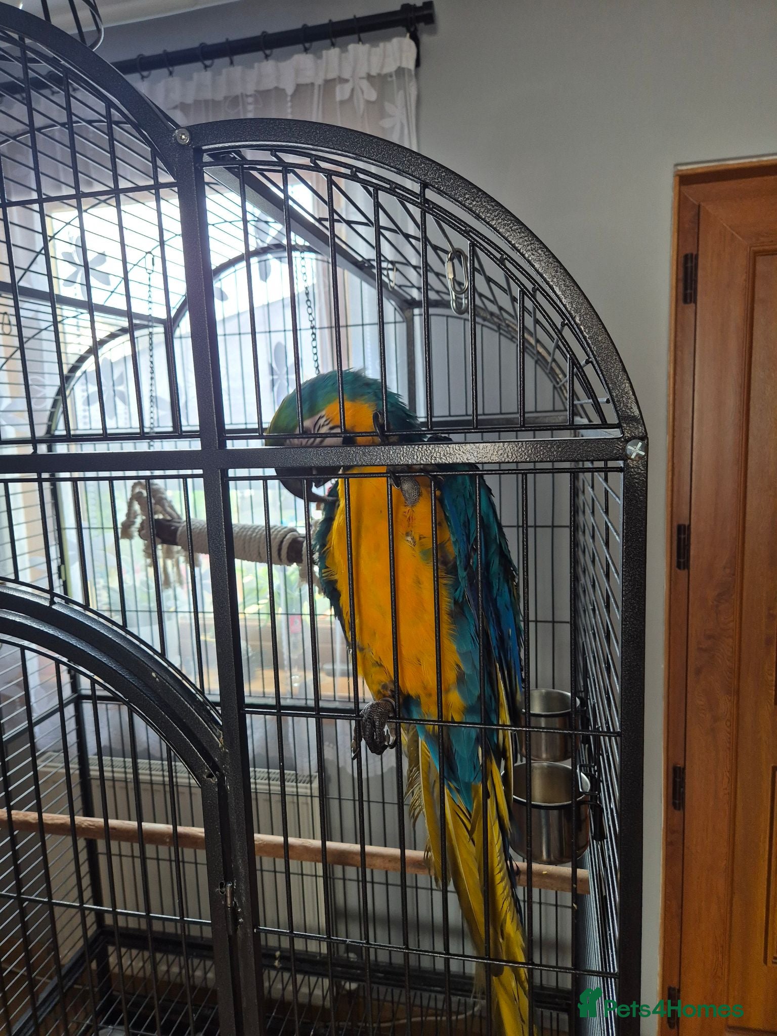 Macaws birds Macaws - Advert 15