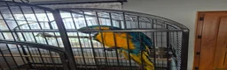 Macaws birds for sale: Macaws in Perth - Advert 1