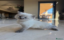 Siberian cats for sale: 🐾 Blue-Eyed Siberian Kittens- 1 Boy & 1 Girl 🐾 - Image 2