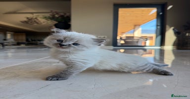 Siberian cats - Advert 1