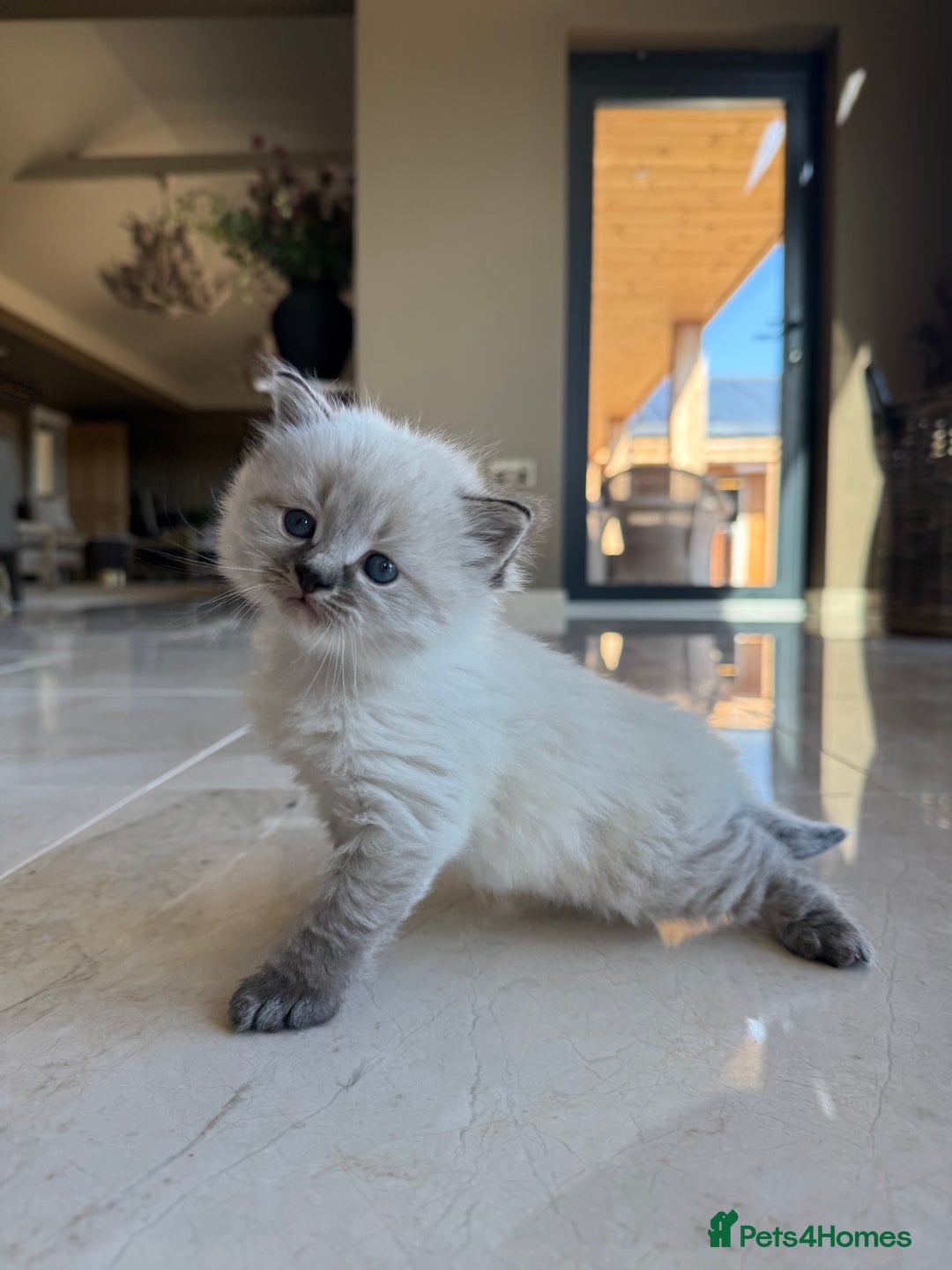 Siberian cats for sale: 🐾 Blue-Eyed Siberian Kittens- 1 Boy & 1 Girl 🐾 - Image 2
