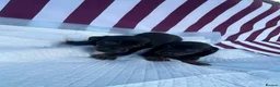 Miniature Dachshund dogs for sale: Miniature Dachshund Puppies - Advert 8